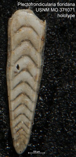 Plectofrondicularia floridana Cushman, 1930