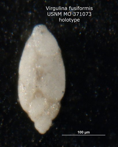 Virgulina fusiformis Cushman, 1930