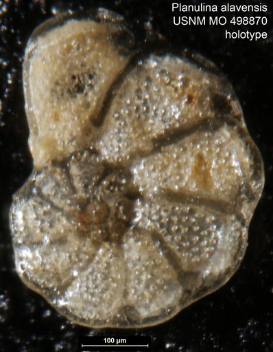 Planulina alavensis Palmer, 1938