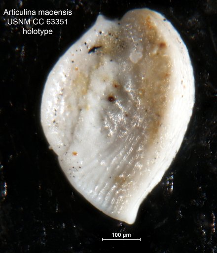 Articulina maoensis Bermúdez, 1949