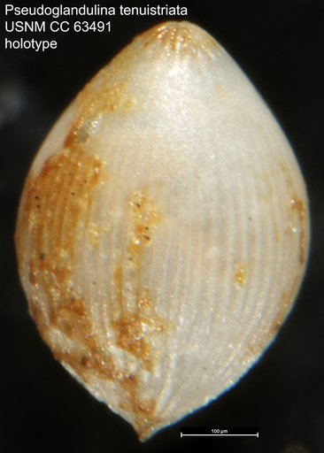 Pseudoglandulina tenuistriata Bermudez, 1949