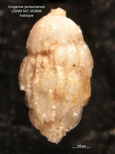 Uvigerina jacksoneneis Cushman, 1925