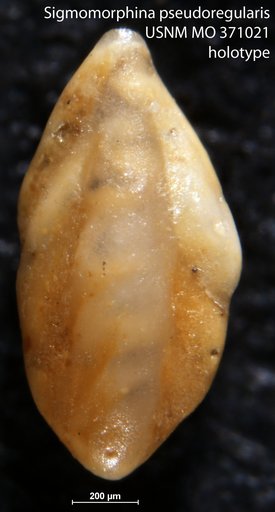 Sigmomorpha (Sigmomorphina) pseudoregularis Cushman & Thomas, 1929