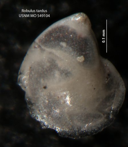 Robulus tardus Israelsky, 1955