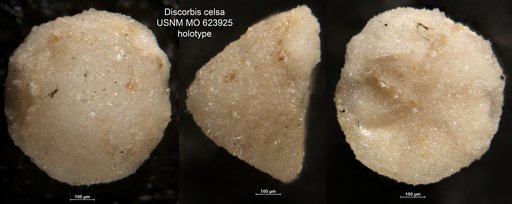 Discorbis celsa Todd, 1957
