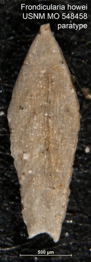 Frondicularia howei McLean, 1952