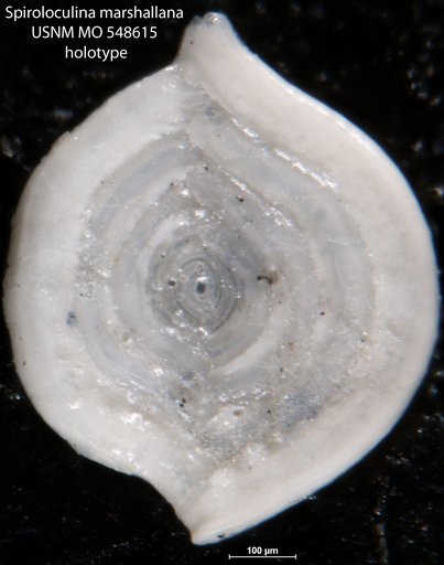 Spiroloculina marshallana Todd, 1954