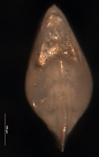 Robulus cultus Israelsky, 1955