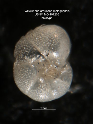 Valvulineria araucana var. malagaensis Kleinpell, 1938