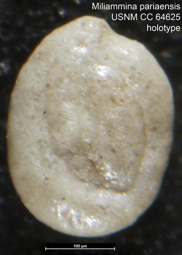 Miliammina pariaensis Todd & Brönnimann, 1957