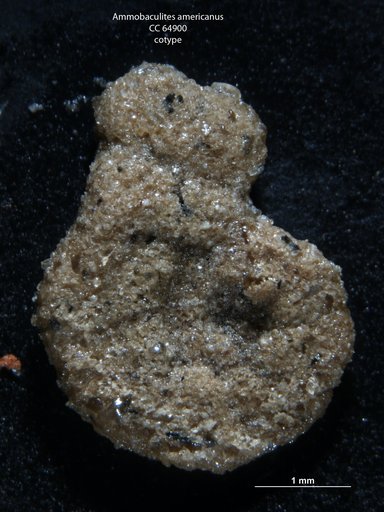 Ammobaculites americanus Cushman, 1910