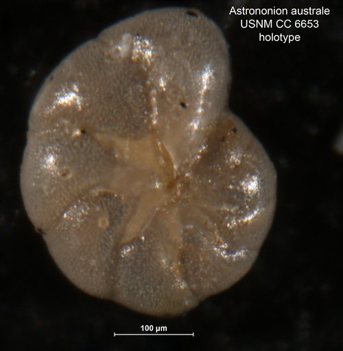 Astrononion australe Cushman & Edwards, 1937