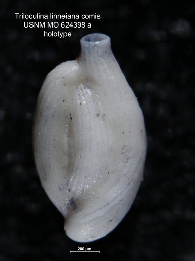 Triloculina linneiana var. comis Bandy, 1956