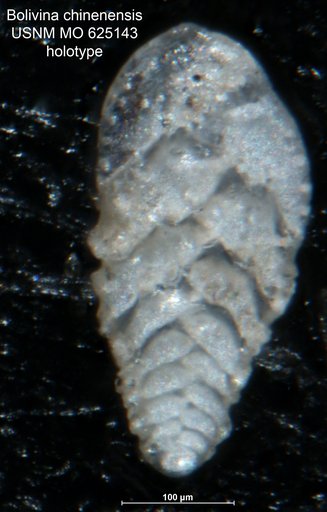 Bolivina chinenensis LeRoy, 1964
