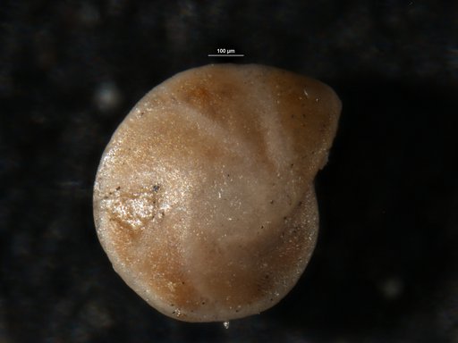 Robulus iracundus Israelsky, 1955