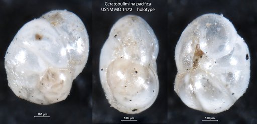 Ceratobulimina pacifica Cushman & Harris, 1927
