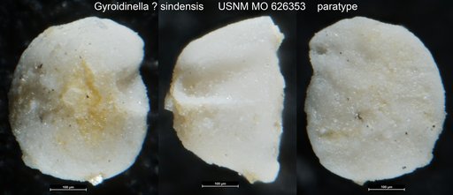 Gyroidinella ? sindensis Haque, 1962