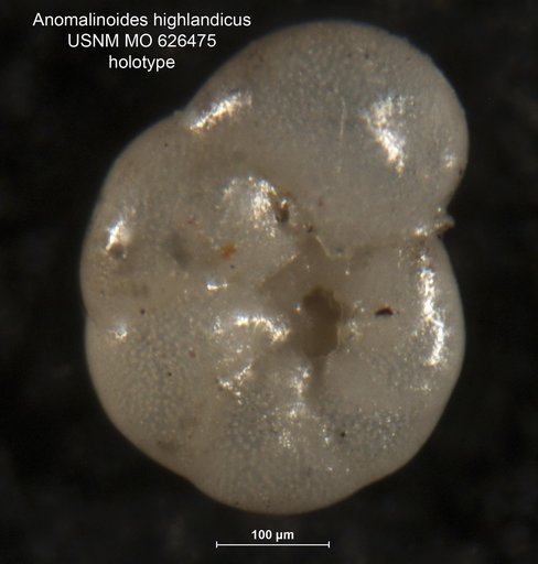 Anomalinoides highlandicus Olsson, 1960