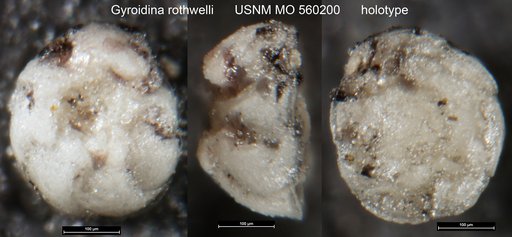 Gyroidina rothwelli Natland, 1950