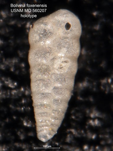 Bolivina foxenensis Bramlette, 1951