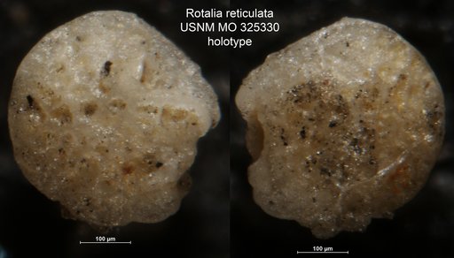 Rotalia reticulata Cushman, 1918