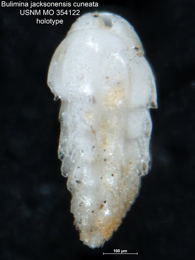 Bulimina jacksonensis var. cuneata Cushman, 1926