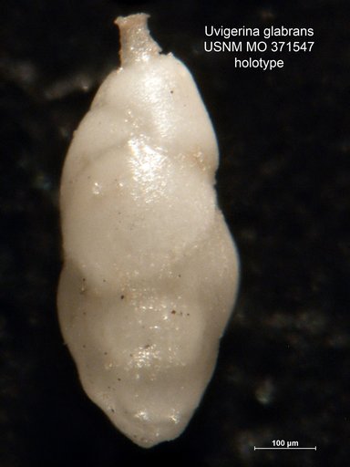 Uvigerina glabrans Cushman, 1933