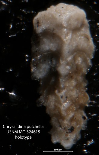 Chrysalidina pulchella Cushman, 1918