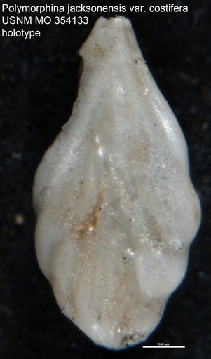 Polymorphina jacksonensis var. costifera Cushman, 1926