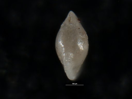 Robulus roscidus Israelsky, 1955