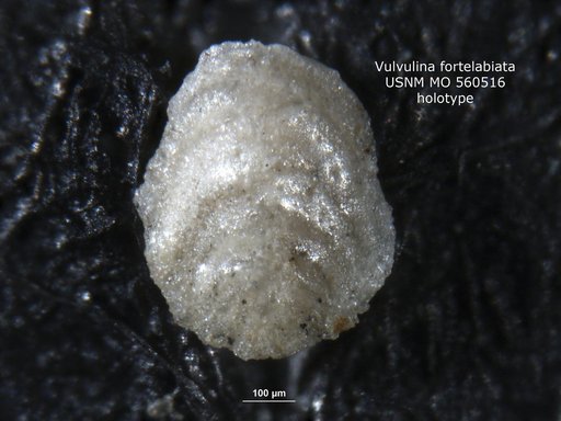 Vulvulina fortelabiata Israelsky, 1951
