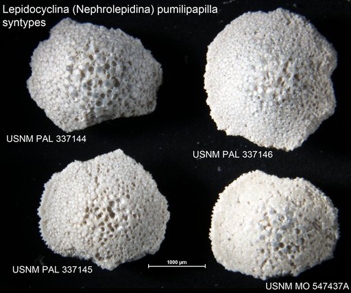 Lepidocyclina (Nephrolepidina) pumilipapilla Cole, 1954