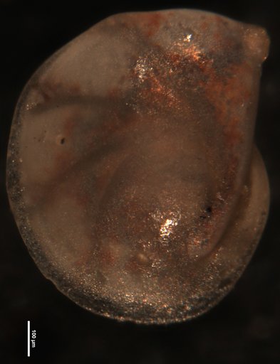 Robulus absonus Israelsky, 1955