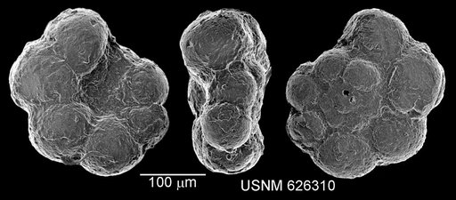 Globigerina gautierensis Brönnimann, 1952