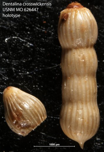 Dentalina crosswickensis Olsson, 1960
