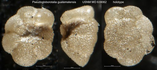 Pseudogloborotalia guatemalensis Bermúdez, 1961