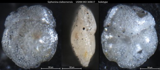 Siphonina claibornensis Cushman, 1927