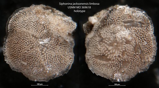 Siphonina jacksonensis var. limbosa Cushman, 1927