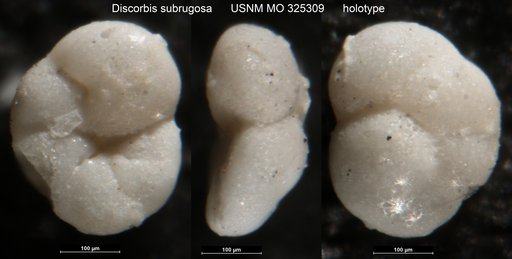 Discorbis subrugosa Cushman, 1918