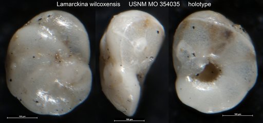 Lamarckina wilcoxensis Cushman, 1926