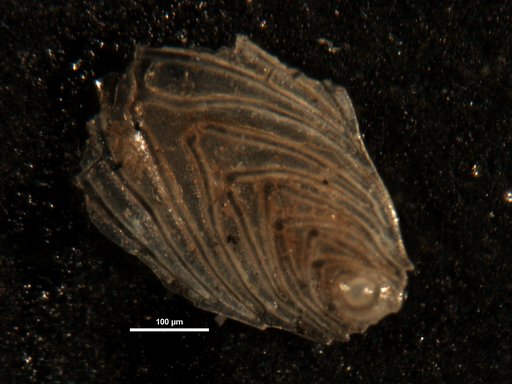 Plectofrondicularia vaughani Cushman, 1927
