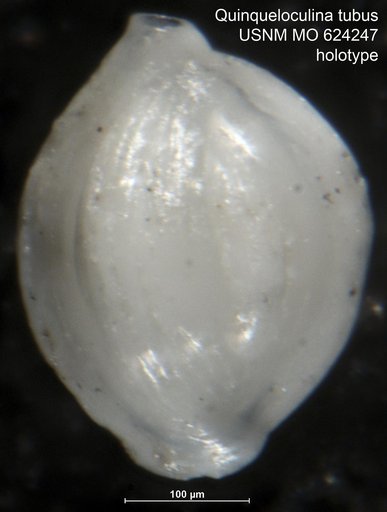 Quinqueloculina tubus Todd, 1957