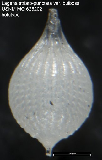 Lagena striato-punctata var. bulbosa Leroy, 1964