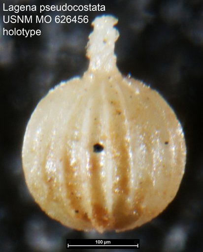 Lagena pseudocostata Olsson, 1960