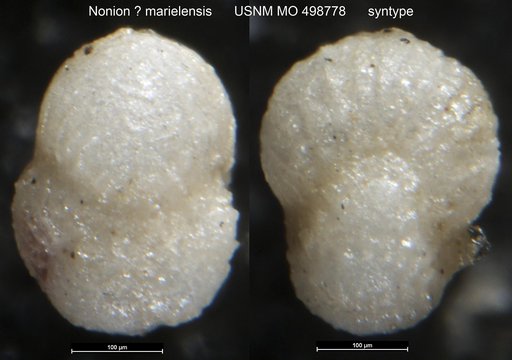 Nonion ? marielensis Palmer, 1936
