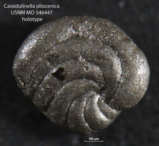 Cassidulinella pliocenica Natland, 1940