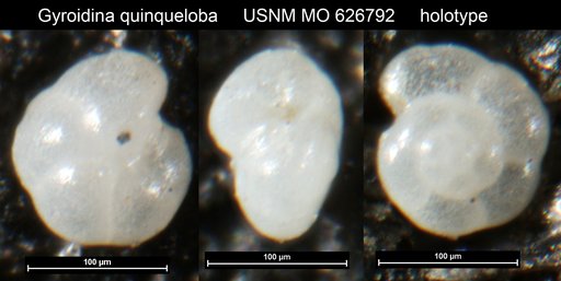 Gyroidina quinqueloba Uchio, 1960