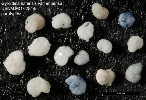 Gyroidina lottensis var. impensa Levin, 1957