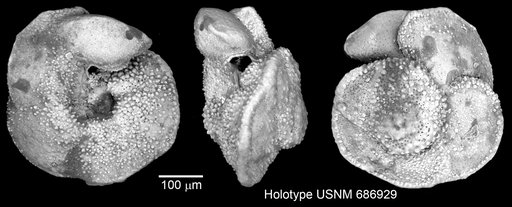 Globorotalia cavernula Be, 1967