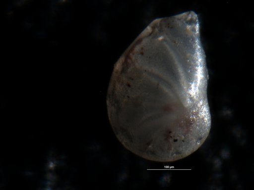 Robulus ligatus Israelsky, 1955